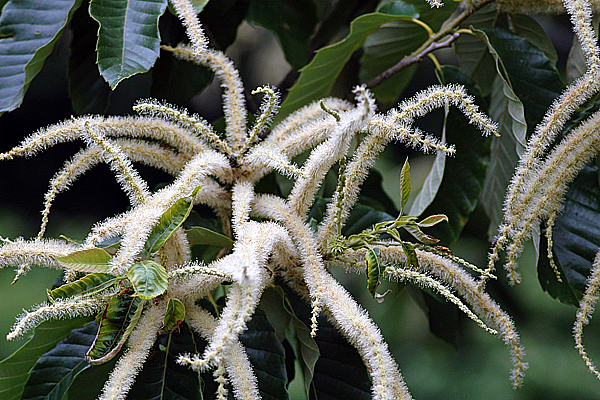 Chinese Chestnut