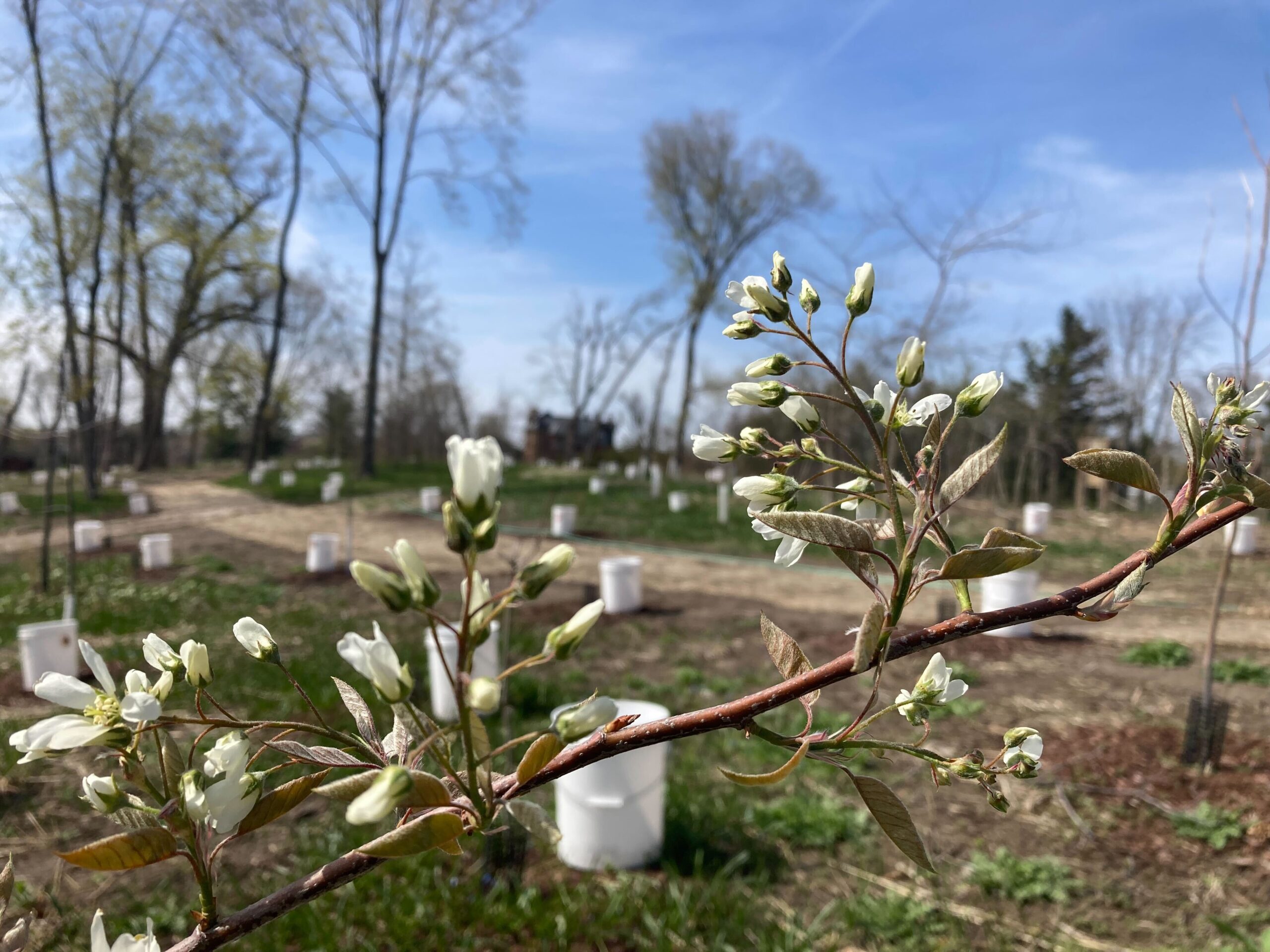 Newly Planted Trees with the Mansion in the Distance